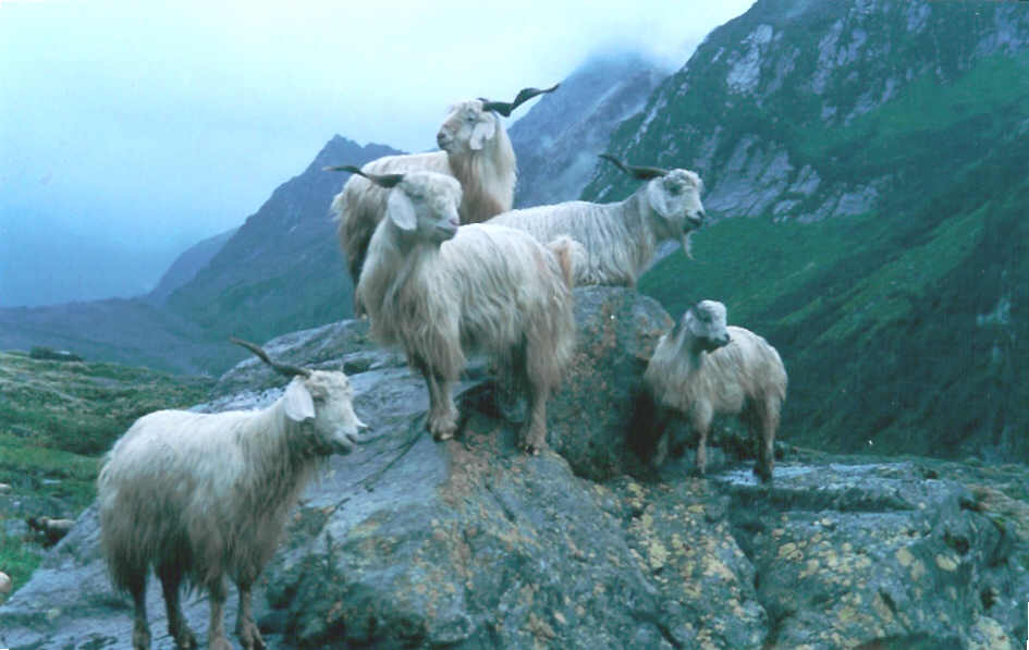 
Treks, trekking, camping Himalaya, nanda devi, climbing